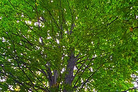 21_Spanish Chestnut Cover.jpg