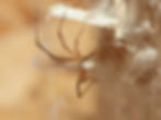 Spider with brown legs and white, black and orange patterning on the abdomen