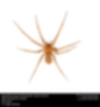 Brown spider on white background close up