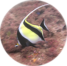 moorish idol.png