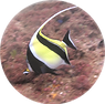 moorish idol.png