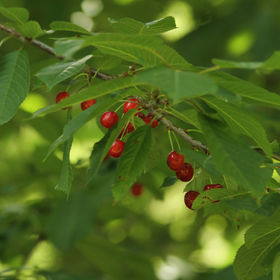 Wild Cherries | Wildkirschen