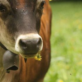 Thomas' Cows | Die Kühe von Thomas