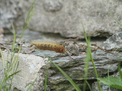 Oak Eggar Caterpillar | Eichenspinner | Quittenvogel