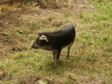 Mangalica Pigs | Wollschweine