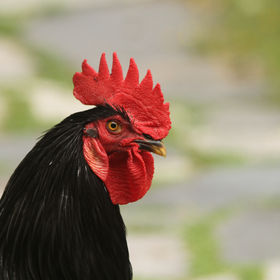 Just Roosters | Nur Güggel