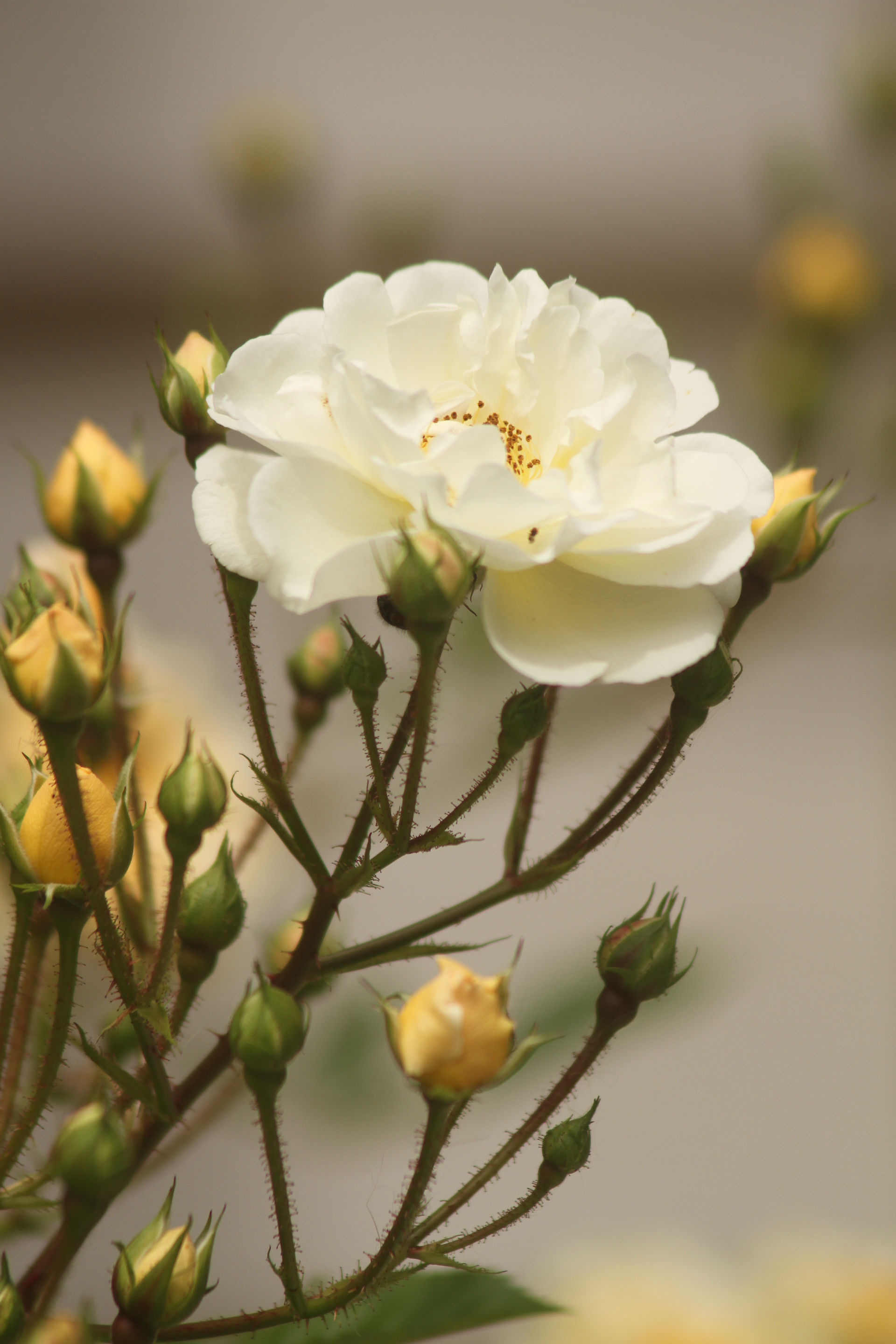 Ana's Rose in Full Bloom