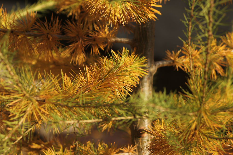 The Larch | die Lärche