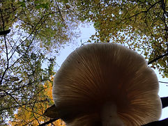 IMG_0075_edited.jpg