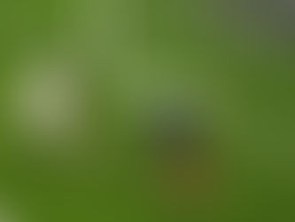 France vs Germany match report