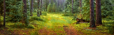 Nature green forest landscape.png