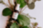 Lifegiving Botanicals Skin Care Products