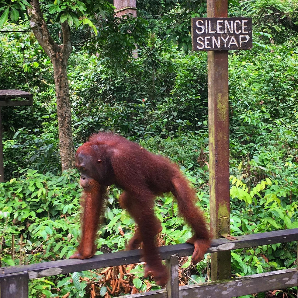 Sepilok orang utan rehabilitation centre Borneo palm oil deforestation indonesia malaysia truth of palm oil rainforest depletion