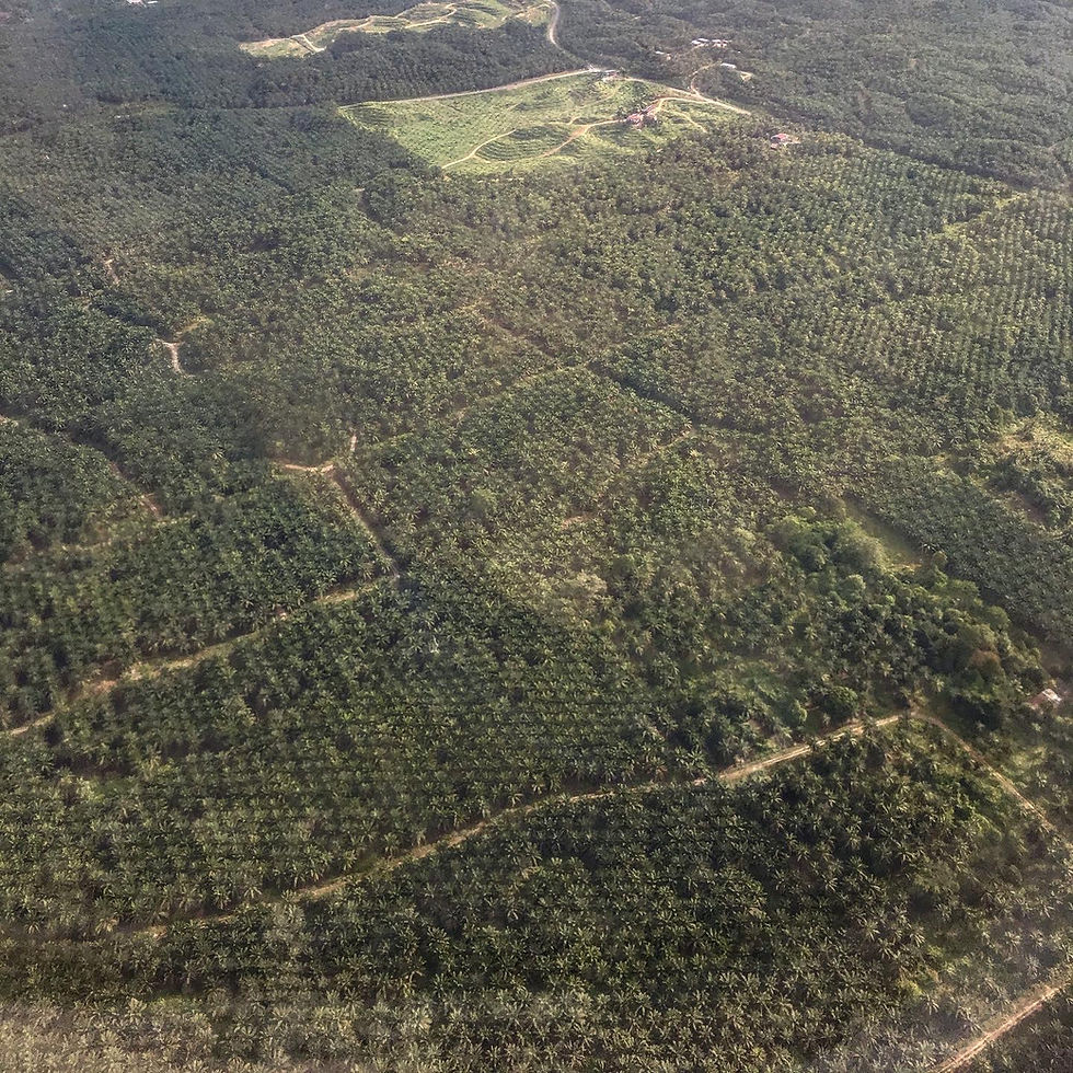 Borneo palm oil deforestation indonesia malaysia truth of palm oil rainforest depletion