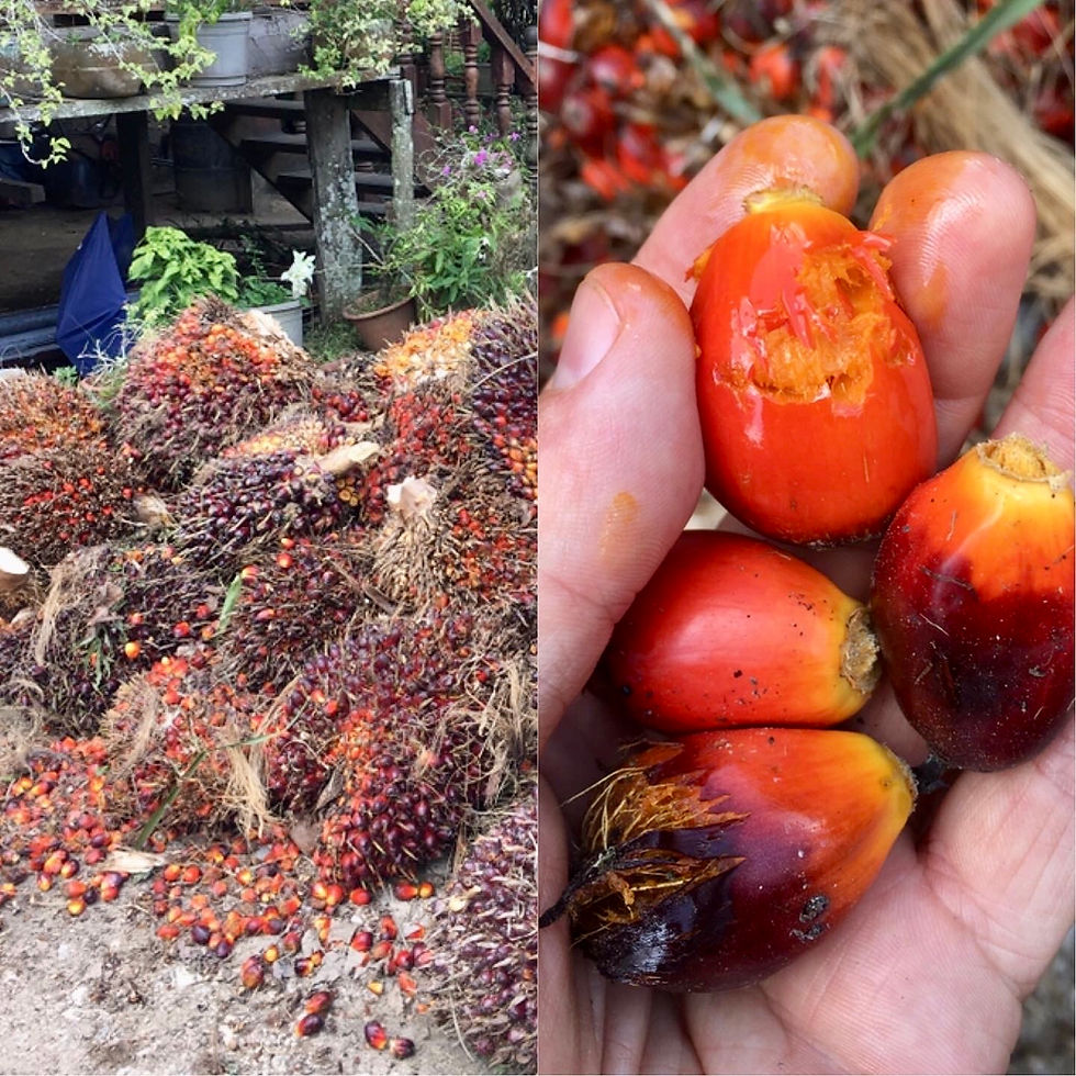 What does palm oil fruits look like Borneo palm oil deforestation indonesia malaysia truth of palm oil rainforest depletion