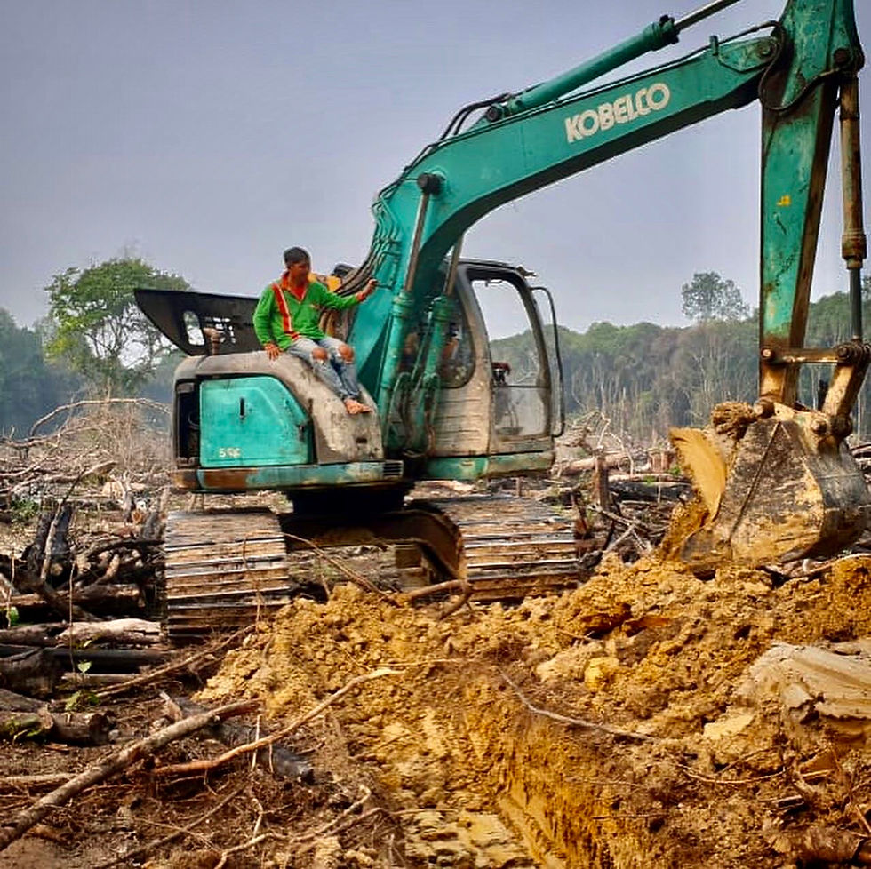 Borneo palm oil deforestation indonesia malaysia truth of palm oil rainforest depletion