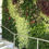 Miniatura: CÉSPED ARTIFICIAL /JARDINES VERTICALES