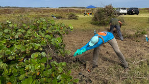 Seabird Flats Coastal Restoration