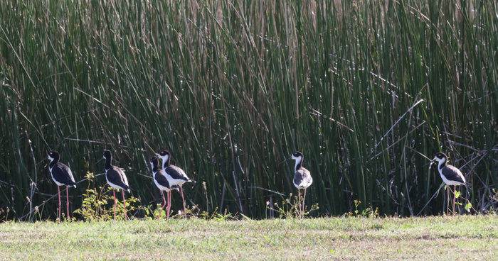 A fascinating, compact, tidbit filled with interesting information.