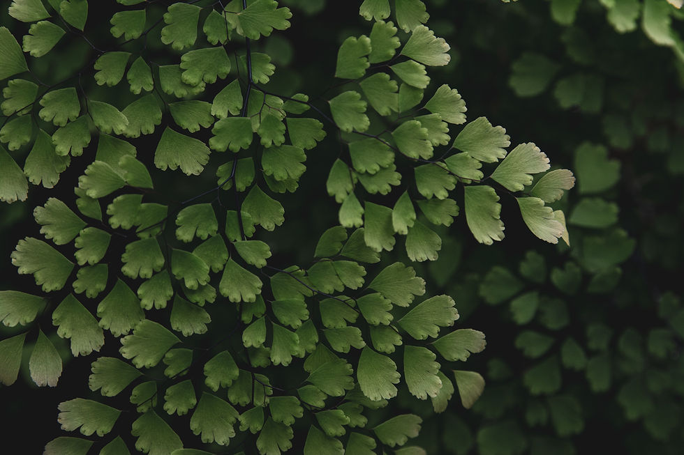 ivan-lopatin-yJEvZGhsSLY-unsplash.jpg