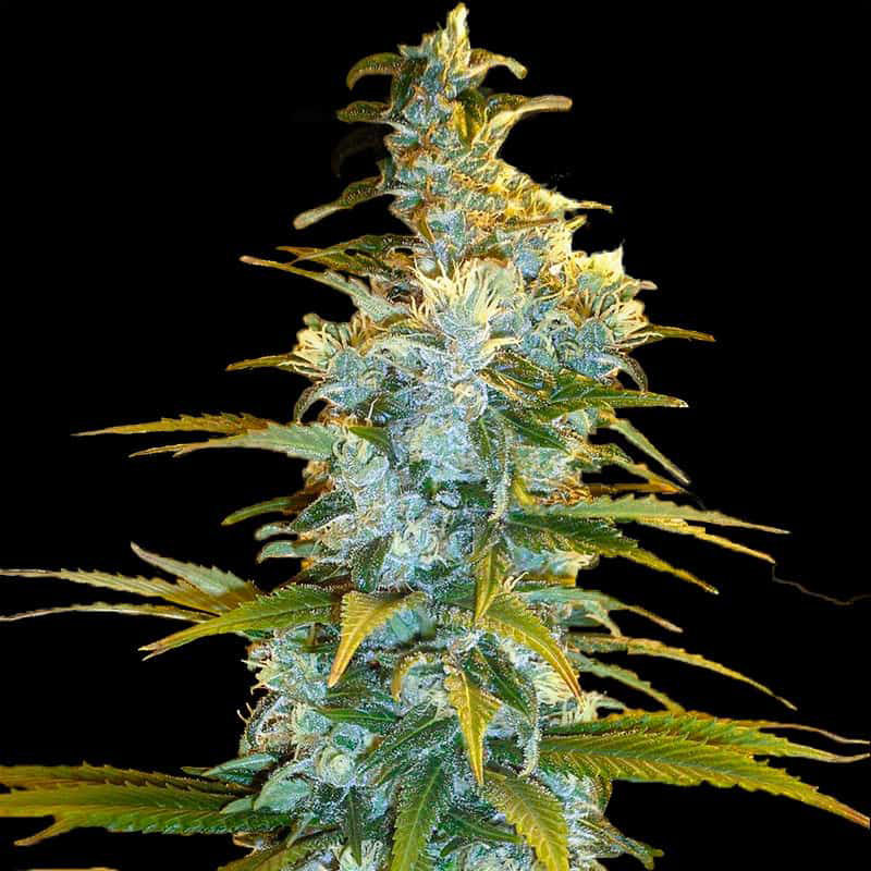 Northern Lights (Automática Feminizada) – 01 unidade