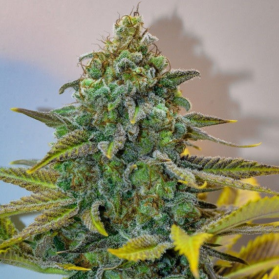 Cinderella Story CBD (Fotoperíodo Feminizada)