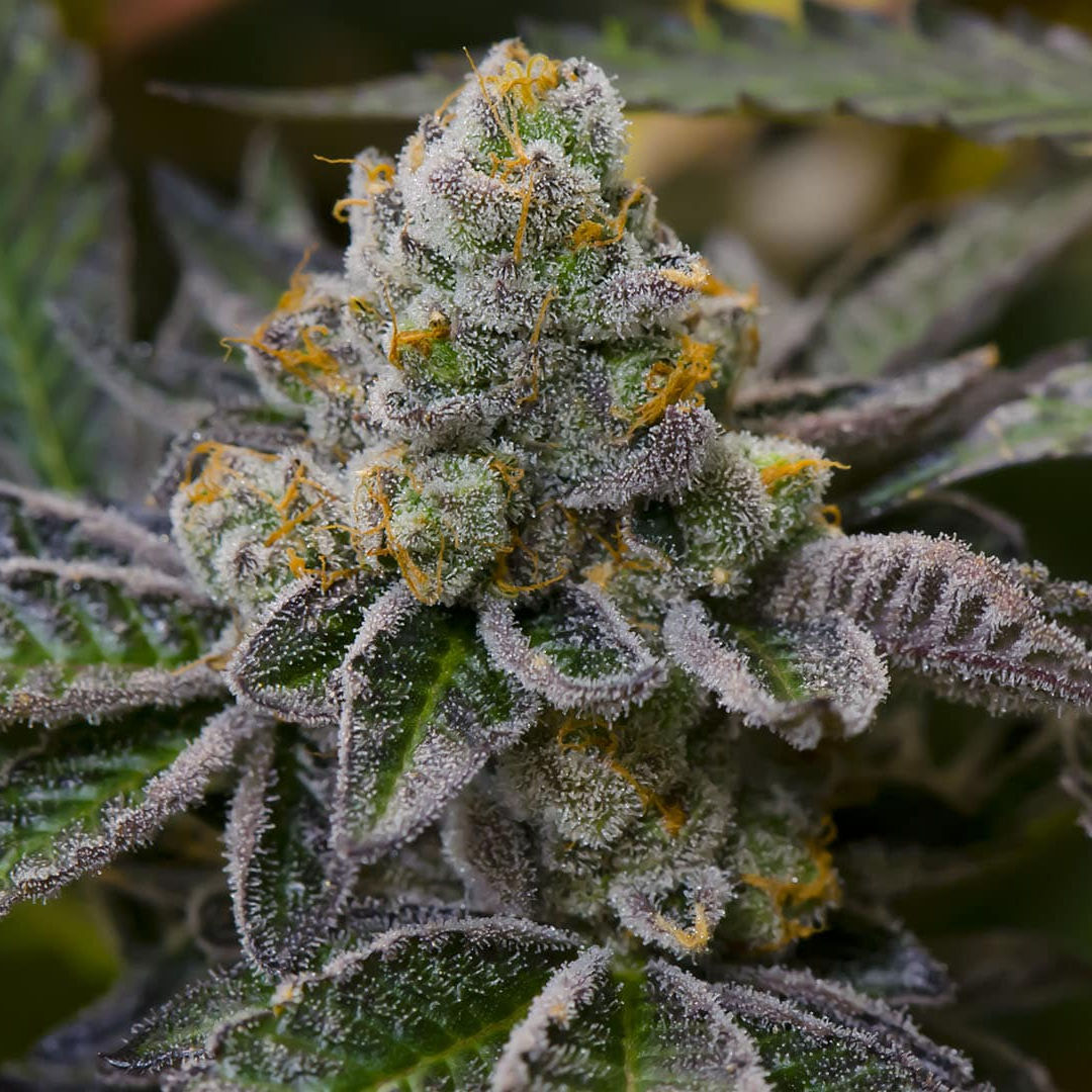 Girl Scout Cookies (Automática Feminizada) – 01 unidade