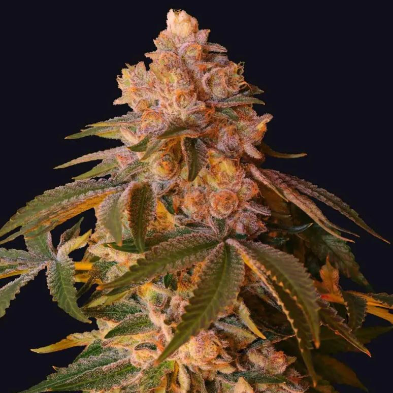 Oranginagum (Fotoperiodo Feminizada) - 1 unidade