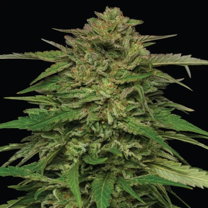 Mango Sherbet (Automática Feminizada) - 1 unidade