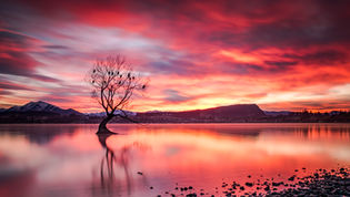 Wanaka Tree Sunrise New Zealand Landscape Prints