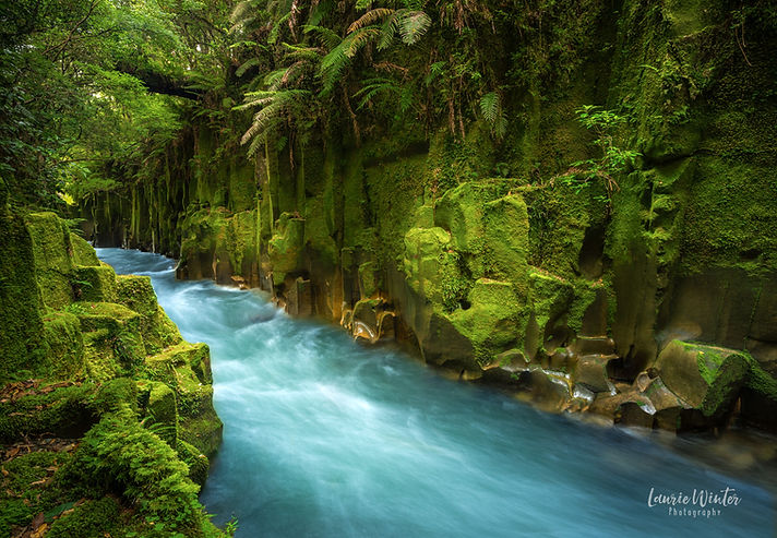 Whirinaki Canyon in Rotorua - Te Whaiti-Nui-A-Toi