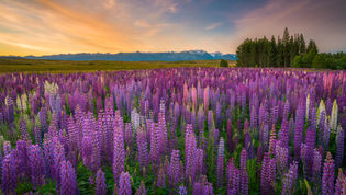 Tekapo Lupins New Zealand Landscape Prints