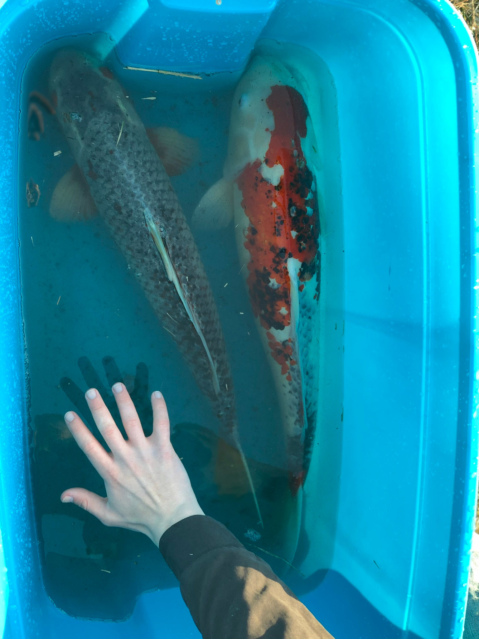 Chagoi (36" Jumbo)/Sanke