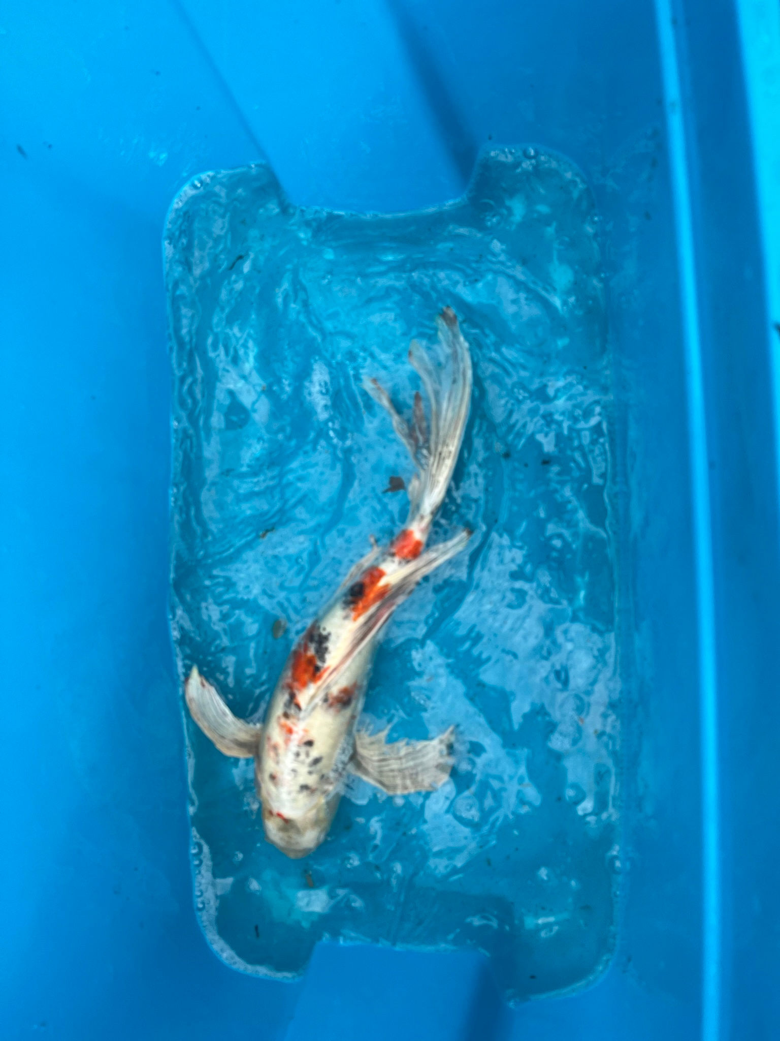 Bekko Longfin (12")