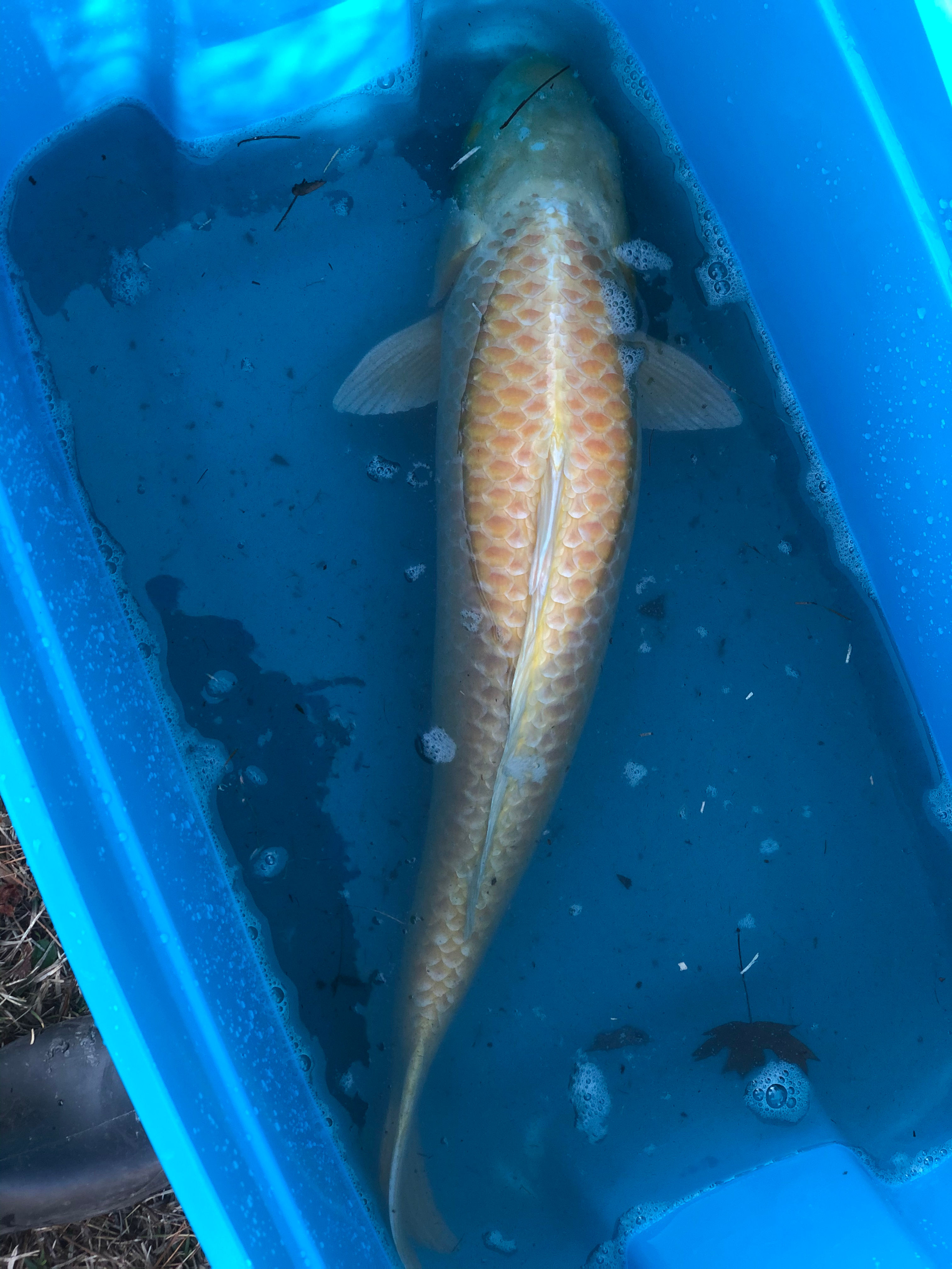 Ogon (Variety) 30+ inches