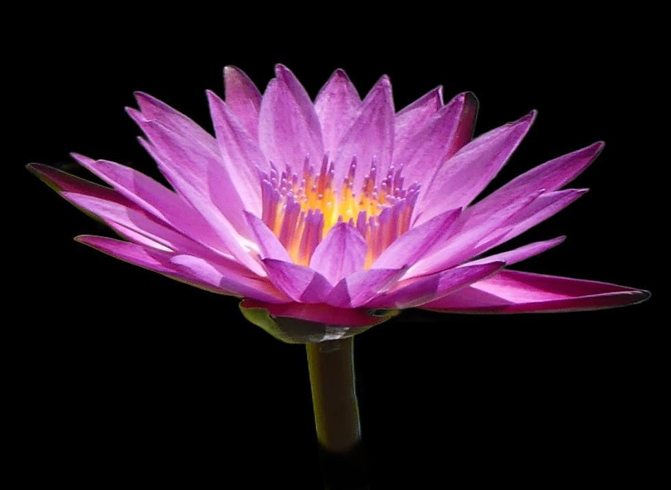 lily 2 PRINT (Copy).jpg