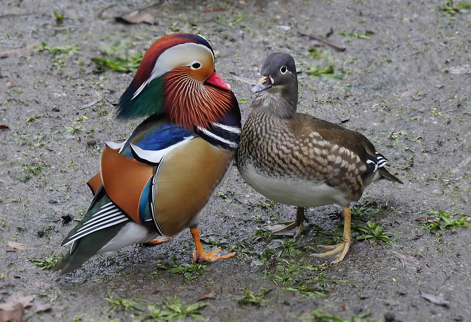 Birds 8