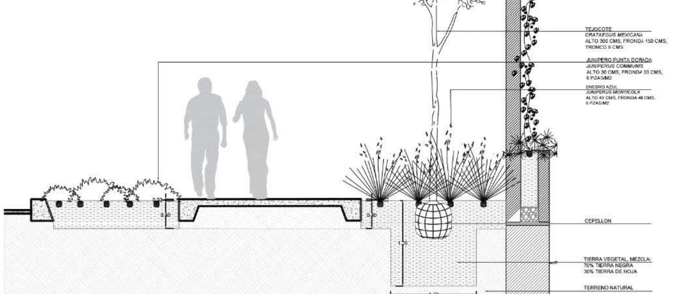 En esta sección se aprecia el andador y la disposición de las distintas especies vegetales tales como el Tejocote, el Júnípero punta dorada y el Enebro azul así como la disposición vegetal en muros exteriores