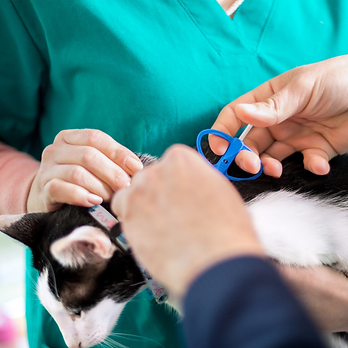 Untitled design (95).png