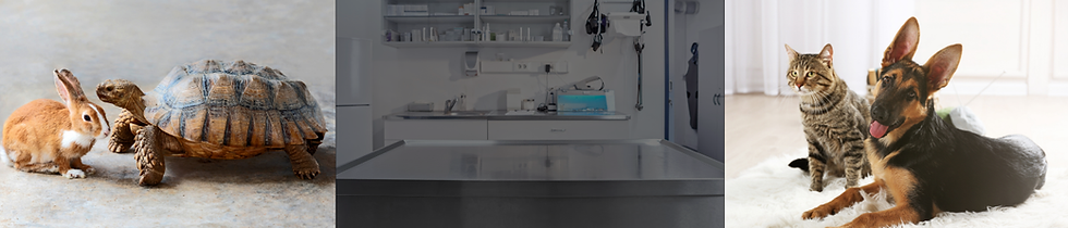 Untitled design (74).png