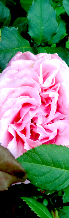 DSCN0158.png