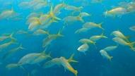 Outlaw Sport Fishing Charter Marathon Florida - Yellowtail snapper school underwater.png