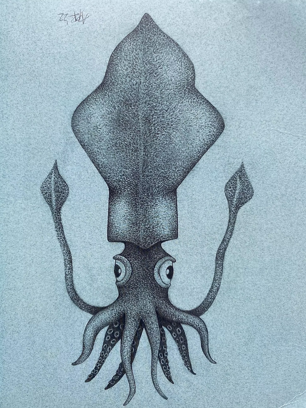 Postcard of the Colossal Squid Mesonychoteuthis hamiltoni.