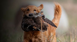 "Pre-Snap" Checklist for Marks - Part 1