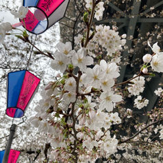 桜雨🌸