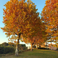秋の終わり🍂冬へ向かって🪾