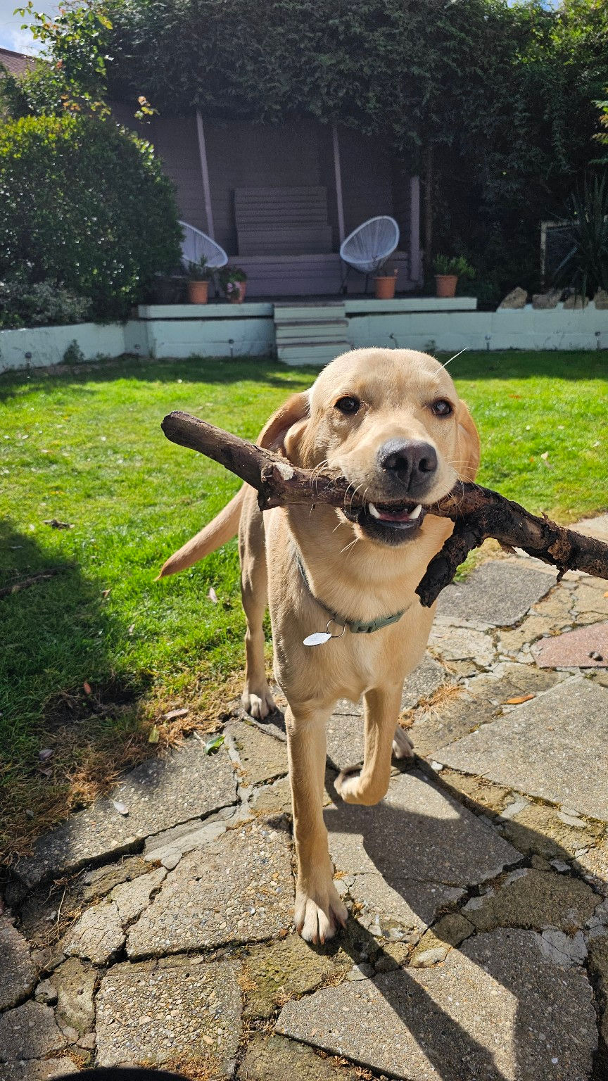 Dog Friendly Hotel Bournemouth