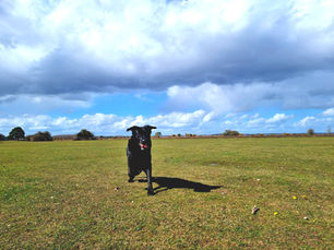 Dog-Friendly Activities to Do in Bournemouth: A Guide for Pet Owners