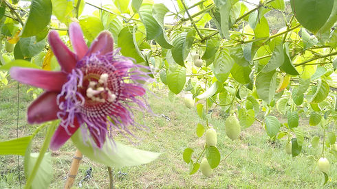 Foto flor quadrangularis.jpeg