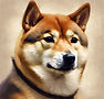 elderly shiba inu portrait.jpg